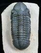 Large Inch, Prone Reedops Trilobite #4103-1